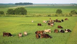 The Big Difference: Why Grass-Fed Beef Sticks Are Worth It